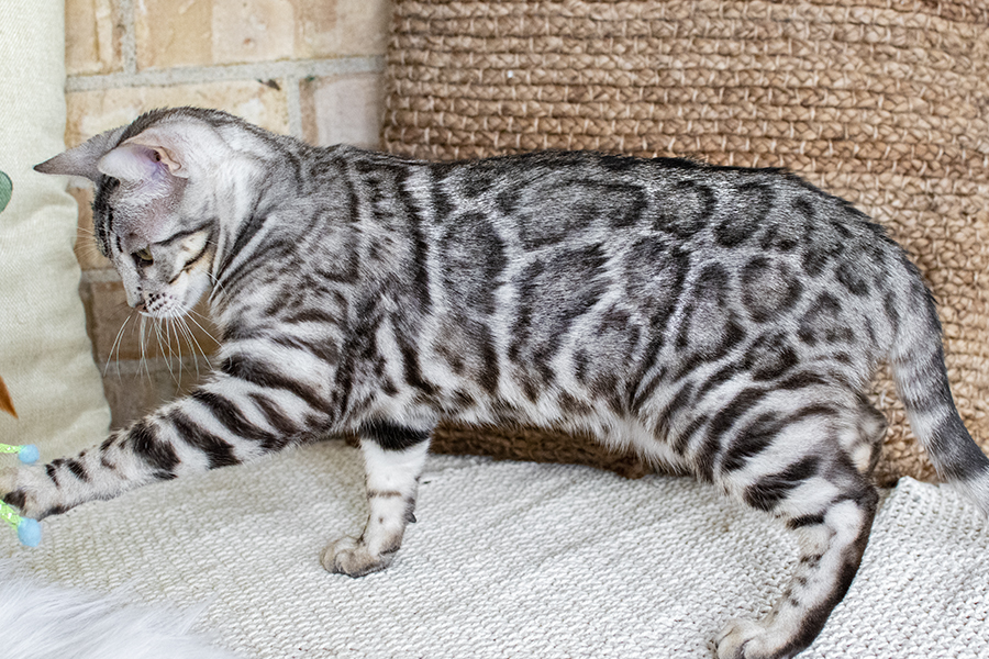 Sikver Bengal kitten cat for Sale