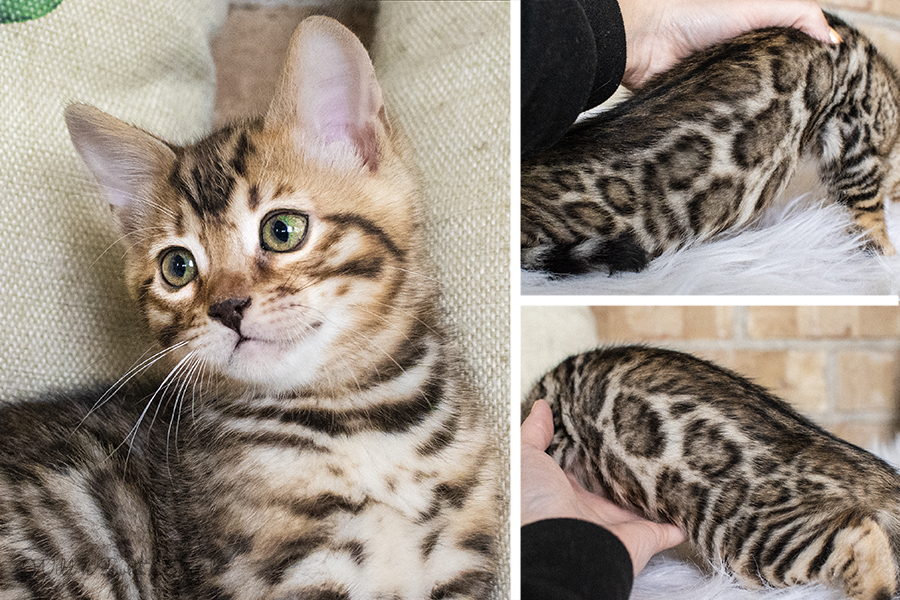 Bengal Kittens & Cats for Sale Near Me Wild & Sweet Bengals