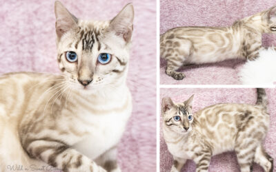 Bengal Kittens for sale